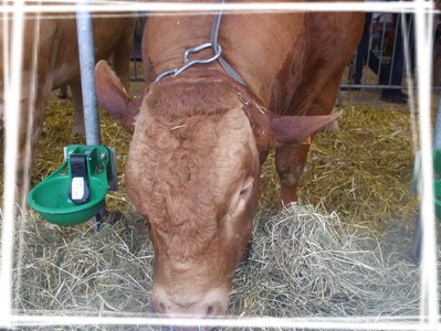 Foire de Libramont 08.