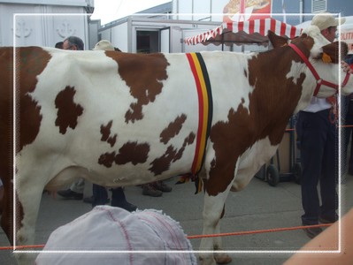 Une vache...